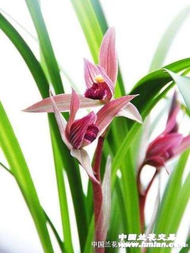 春剑九龙红素1苗带花苞引用种苗