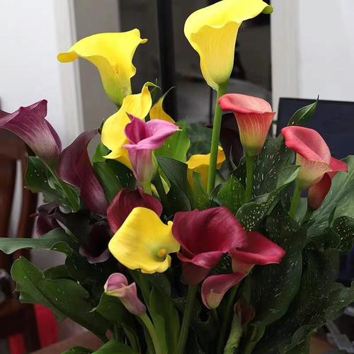 进口彩色马蹄莲种球冰雪女王多年生耐寒观花植物盆栽四季好养