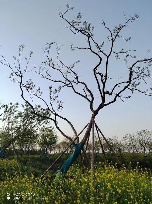 弯曲鸡爪槭 斜飘单杆丛生造型弯杆飘逸异形异型矿山复绿罗汉松