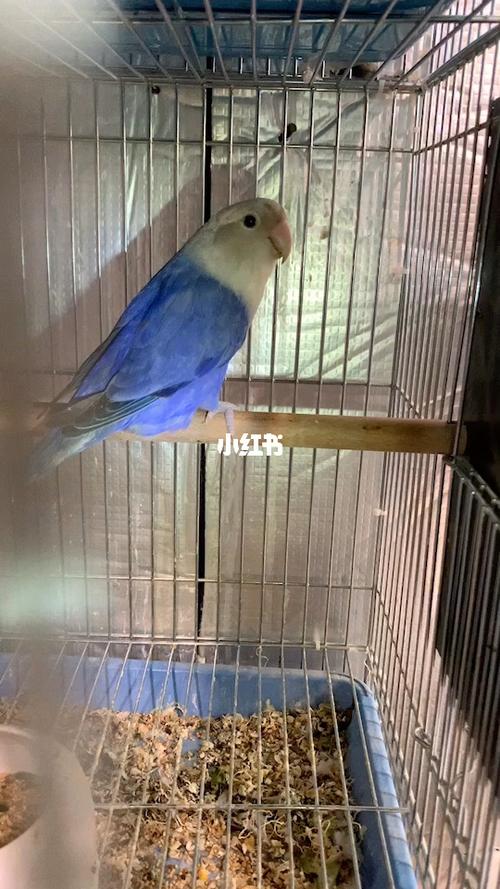 牡丹鹦鹉手养鸟 高纯紫闪_牡丹_牡丹鹦鹉自由行热门攻略_北京市第四