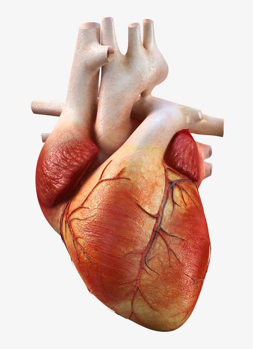 关键词 : 心脏,内脏,模型,医疗,医学用品,科研