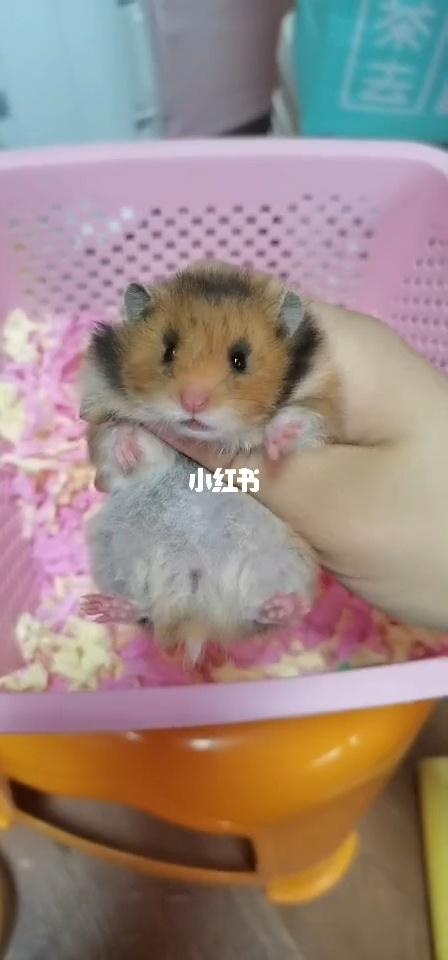 金丝熊虎纹_金丝熊_宠物_宠物其他