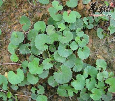 生于阴湿荒地村旁路边水沟边. 茎伏地,节上生根.