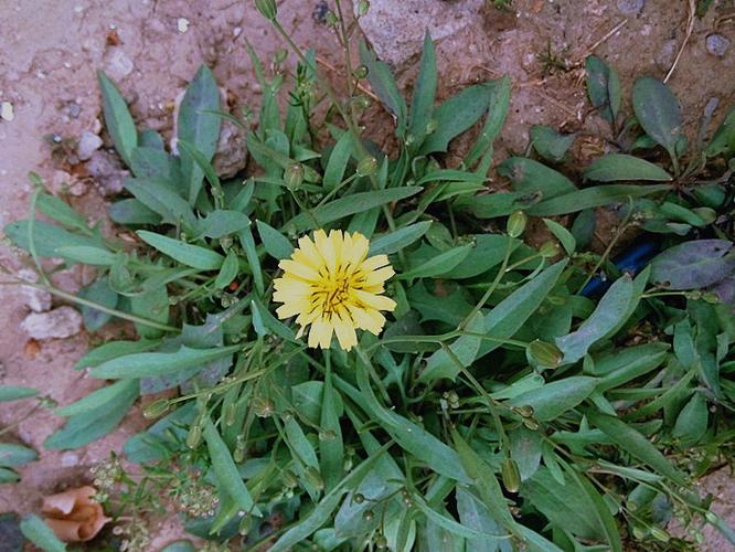 中华小苦荬61植物景观随拍