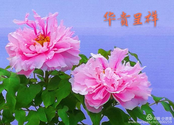 百花丛中最娇艳,牡丹花展现广州.谭谭 琦琦 摄影及整理2018年春节