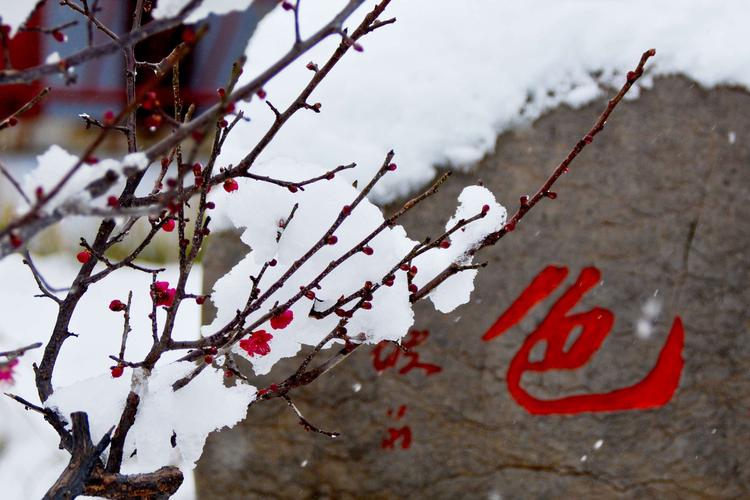 踏雪寻梅 (雪山梅园2021)