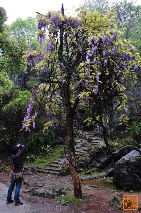 我在山上发现了一个巨大的紫藤树,据说这紫藤也是可以吃的呢