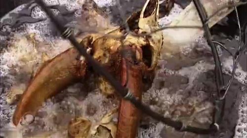 车迟国赌斗下油锅,锅里捞出羊力大仙,国王还是不相信国师是妖怪