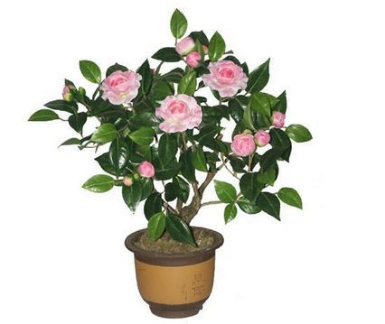 怎样养茶花,才能使其枝繁叶茂,花苞挂满盆?|山茶花
