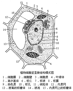 求细胞亚显微结构图的每一个细胞器的名称