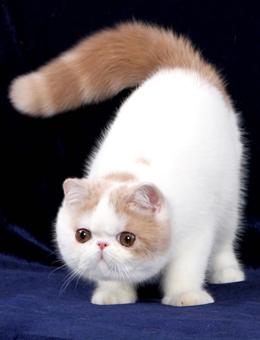 猫的品种介绍及图片