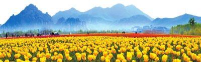 嵖岈山郁金香花海带你游荷兰