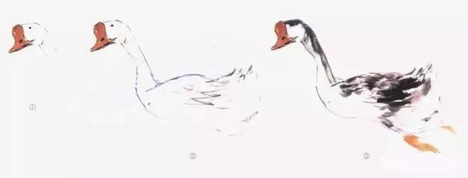 由头部起笔   由头部按顺序画起,画出身体结构,连接肚子,画出鹅的墨色