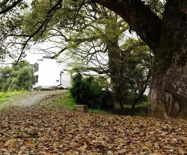 昌溪四周群山环绕,村头村尾水口古树参天,宗祠和民宅,鳞次栉比,纵横相