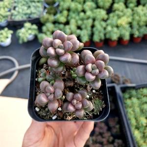 耳坠草多肉植物