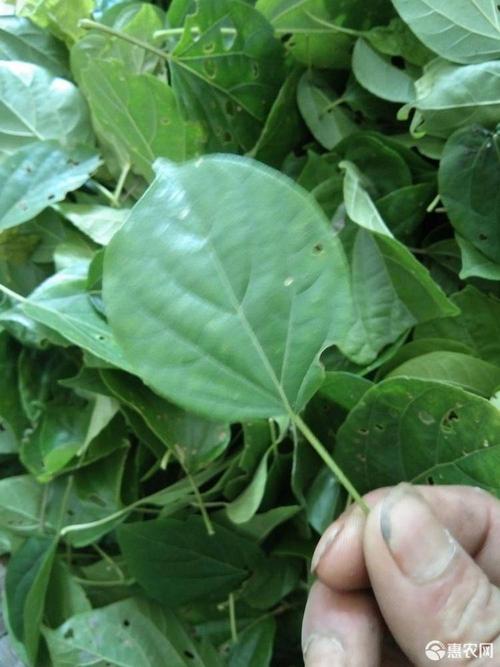 豆腐柴苗 观音豆腐