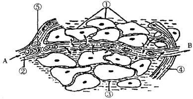 (1)人体内环境是指________________,其中毛细血管壁细胞生活的具体内