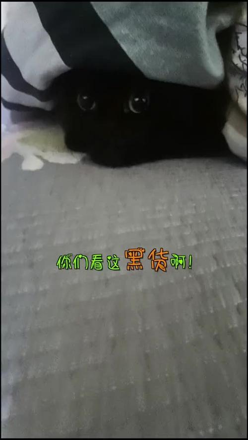 com 关注 黑喵千岁岁:  居然有起床气!