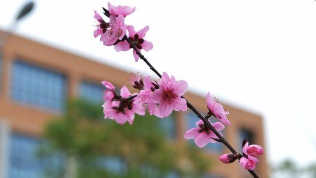 花香四溢 春满校园