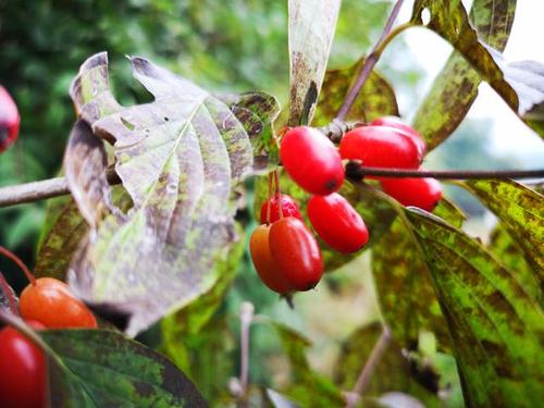 农村秋天这种红色的果实,就是九月九日重阳节插在头上