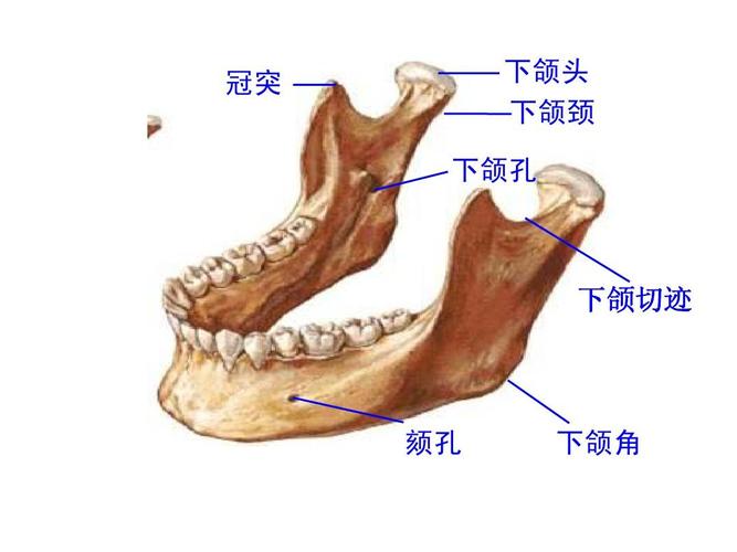 希望对你有所帮助 冠突 下颌头 下颌颈 下颌孔 下颌切迹 颏孔 下颌角