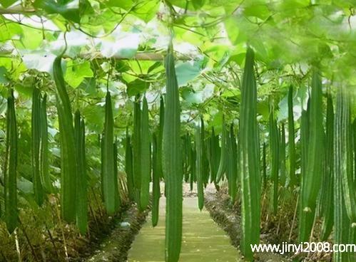 秋葵和丝瓜的区别秋葵与丝瓜属于同一科吗