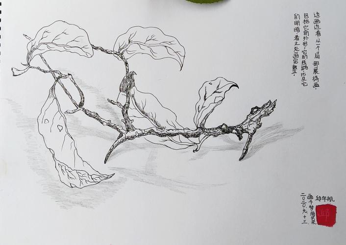 2020年梦海艺术秋季精英a班第一次速写作品——《线描写生-树枝》