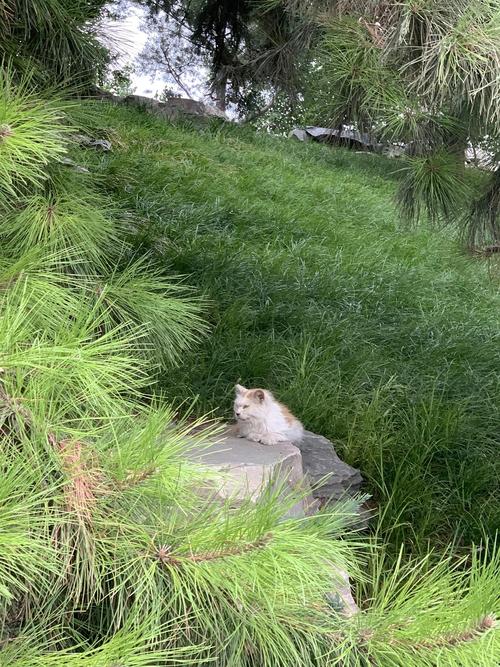 今天北海公园的小猫猫