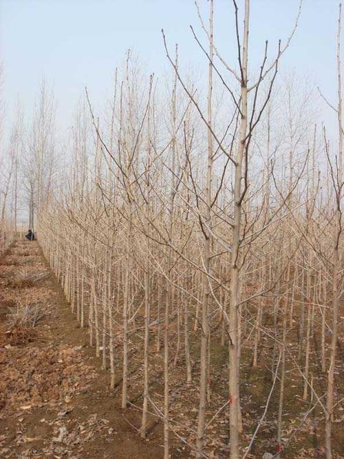 2015最新银杏树苗价格