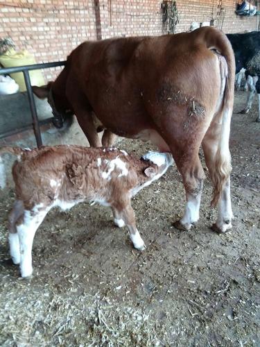 初生牛犊不怕虎!