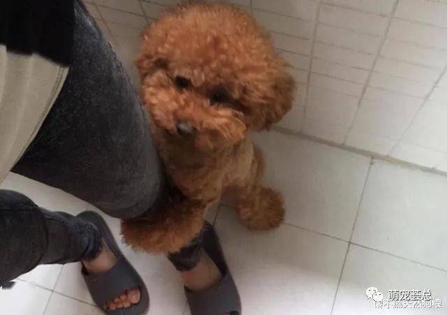 为什么泰迪被打也不会反口咬人