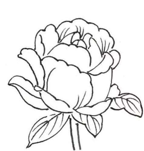 一,白描月季花局部画法月季,被称为花中皇后,又称"月月红",蔷薇科.