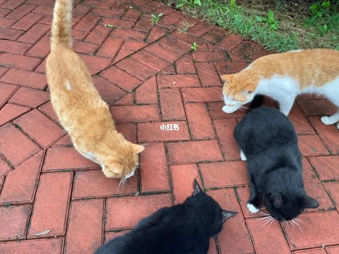 流浪猫_聚会_猫咪_动物_猫_晒猫