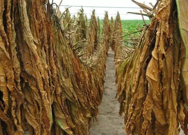 公司产品_四川叶子烟批发