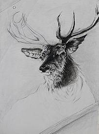 素描鹿头