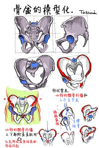 关于骨盆的形状思考 by:畳