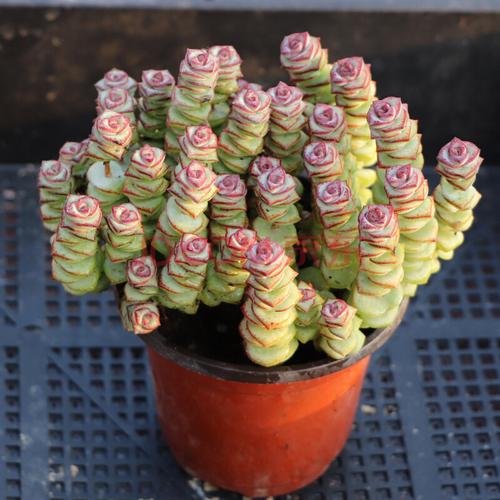 钱多多盆栽钱串多肉植物大颗老桩钱串子多肉含盆的带土9cm满盆钱串