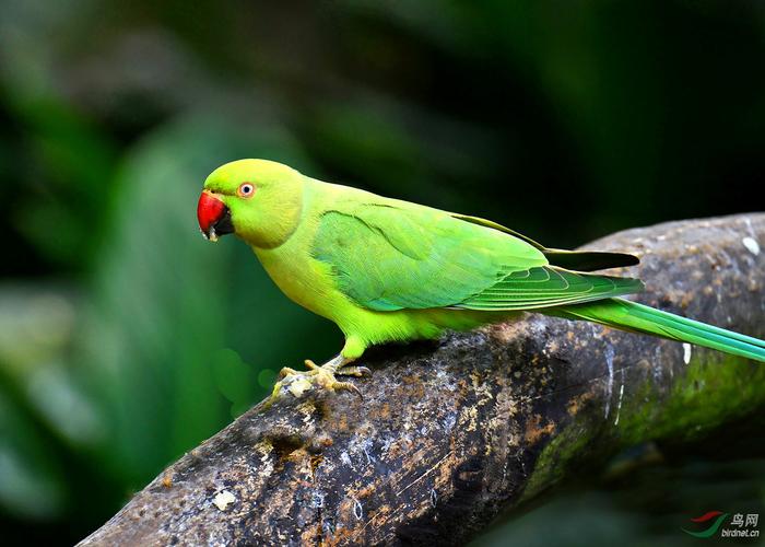 红领绿鹦鹉