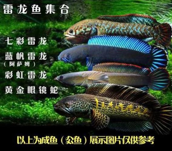 黄金眼镜蛇雷龙鱼七彩海象 彩虹雷龙奶茶阿萨姆 巴卡