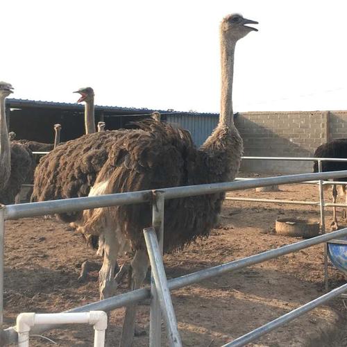 资兴鸵鸟养殖成本低利润大哪里有卖鸵鸟的