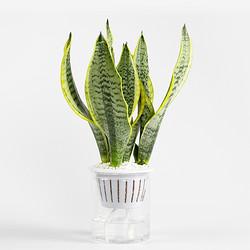 迷糊妞 水培植物虎皮兰 33-36cm 不含盆