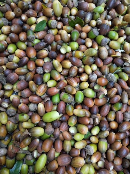 新渥择子粉(择子豆腐)