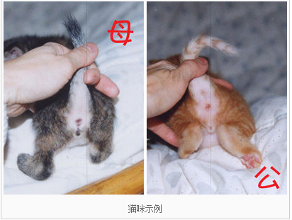 猫怎么分公母图解