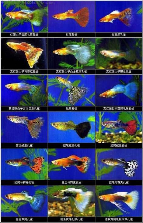 孔雀鱼的品种太多了,无法一一列举的,看着喜欢那种,百度搜索吧