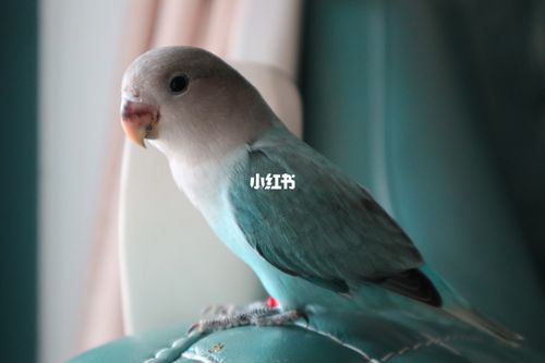 松石闪牡丹鹦鹉