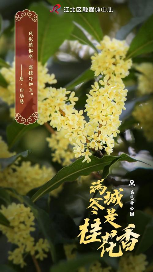 鸿恩尽是桂花香 卿卿可是"识桂人"?