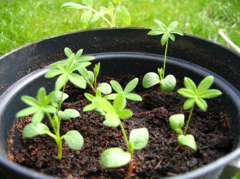 记得豆子一样的鲁冰花吗?