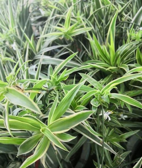 3,银边吊兰或银心吊兰