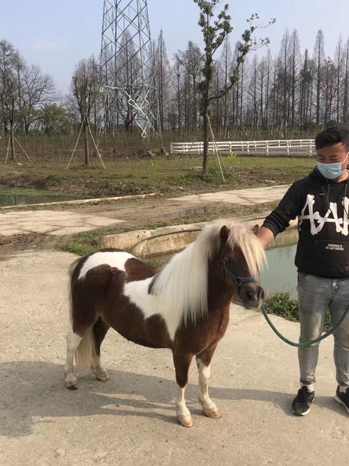 德保矮马的饲养管理设特兰矮马可以骑乘吗矮马的特征特点
