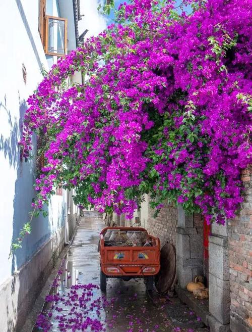 庭院花卉强力推荐——三角梅